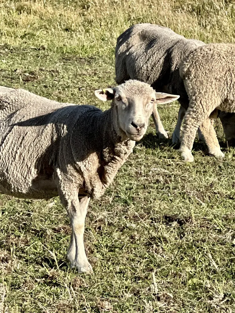 Ovejas en el pasto de Aquasol