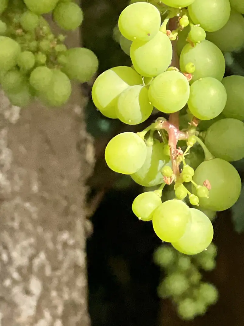 Racimos de uvas verdes en la parra