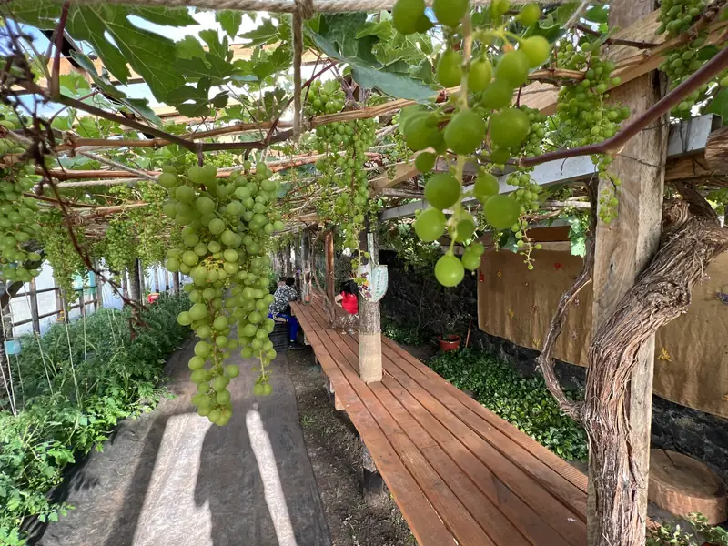 El pasillo del vivero, con la parra y racimos de uvas colgando