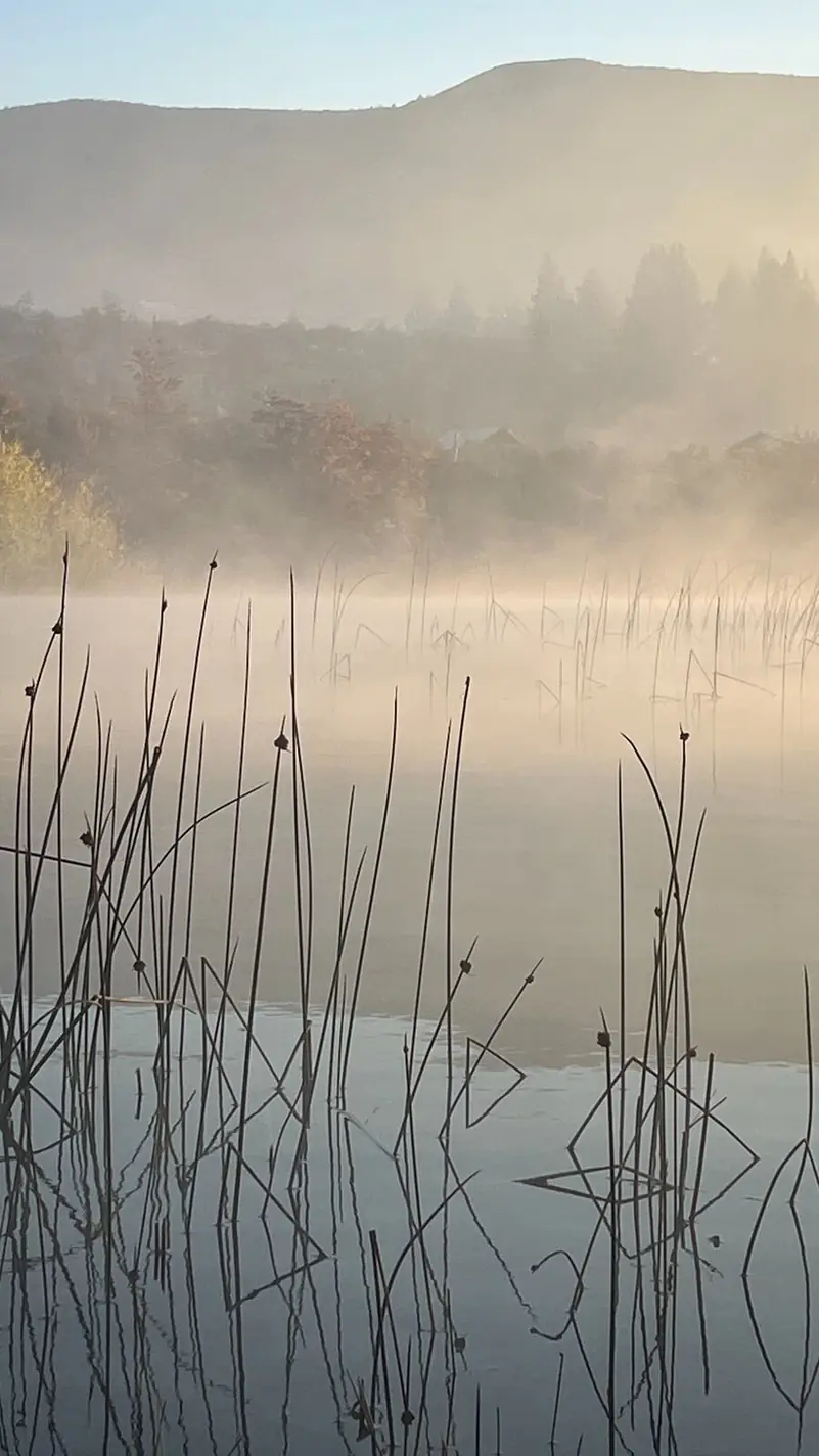 Juncos en la neblina