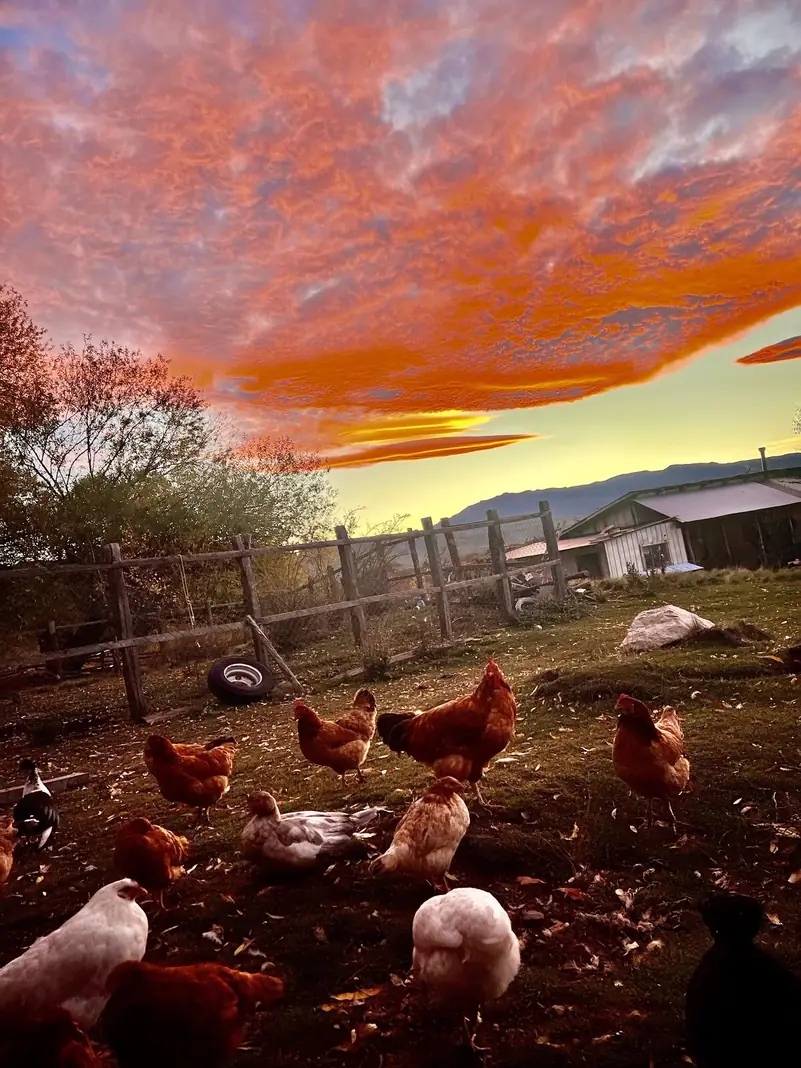 Gallinas sueltas al atardecer, con el cielo naranjo