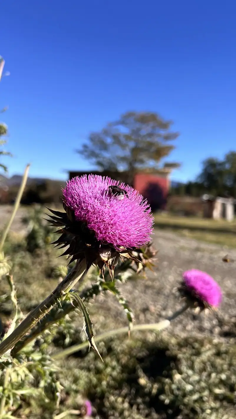Un cardo morado