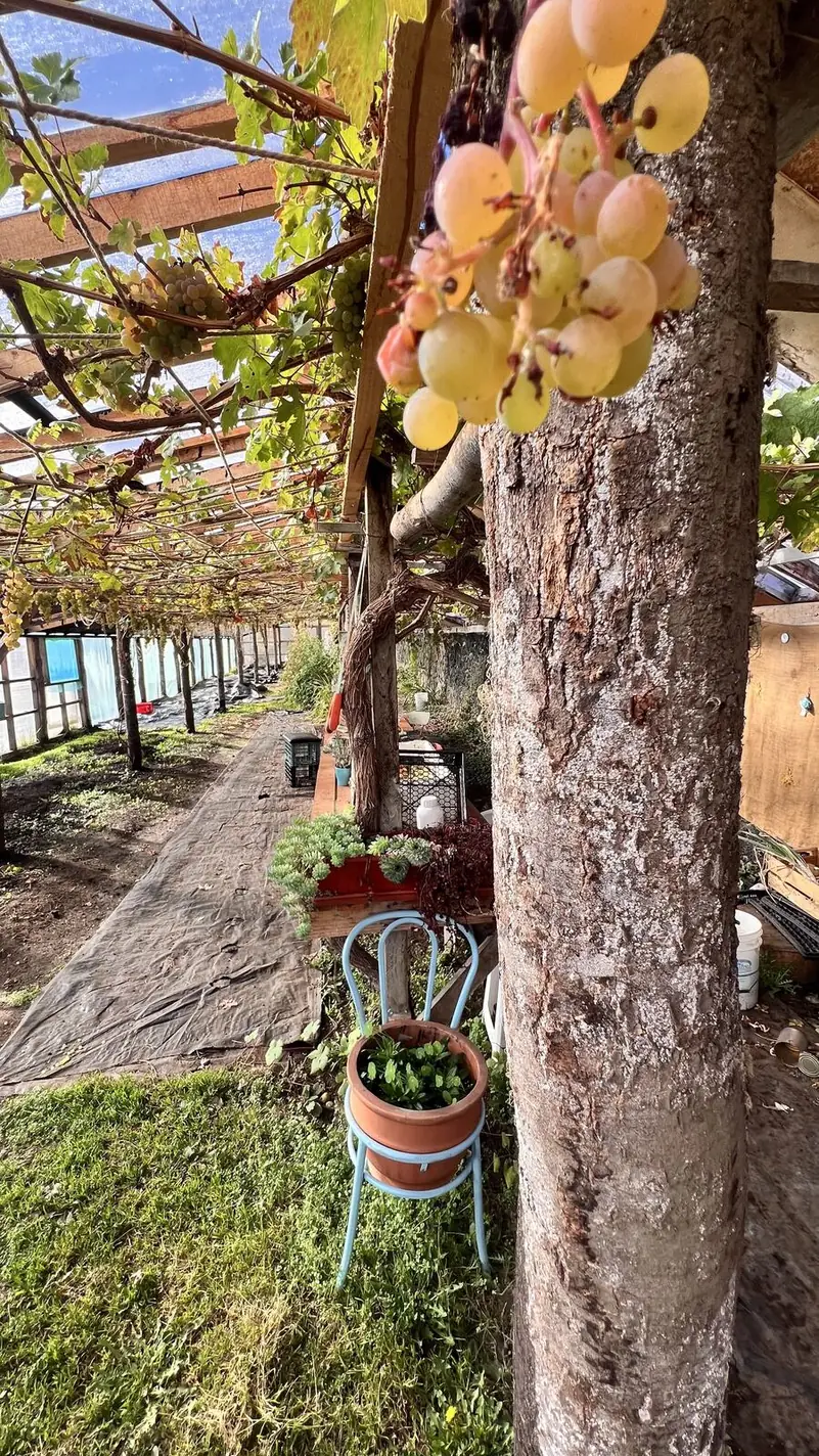 Racimos de uva junto a un tronco, en el vivero