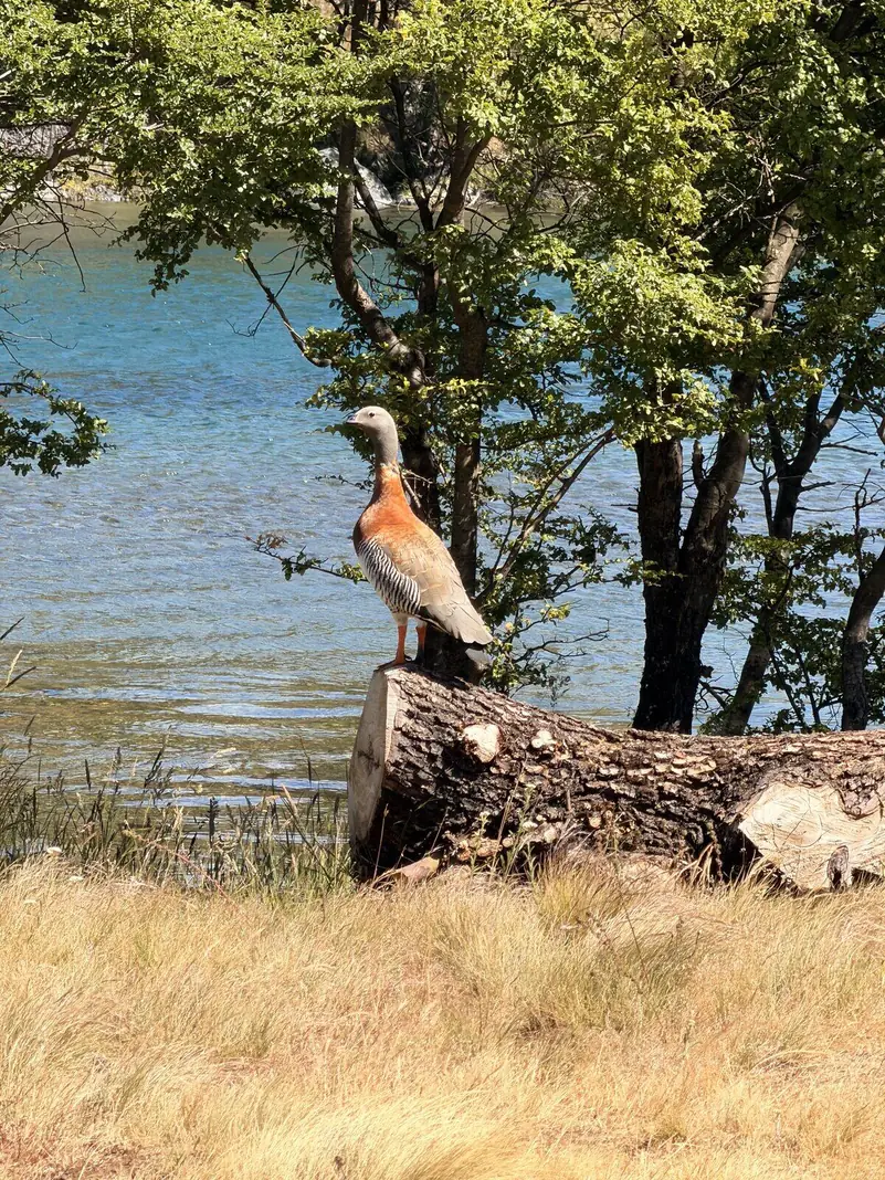 Un caiquén sobre un tronco, junto al agua