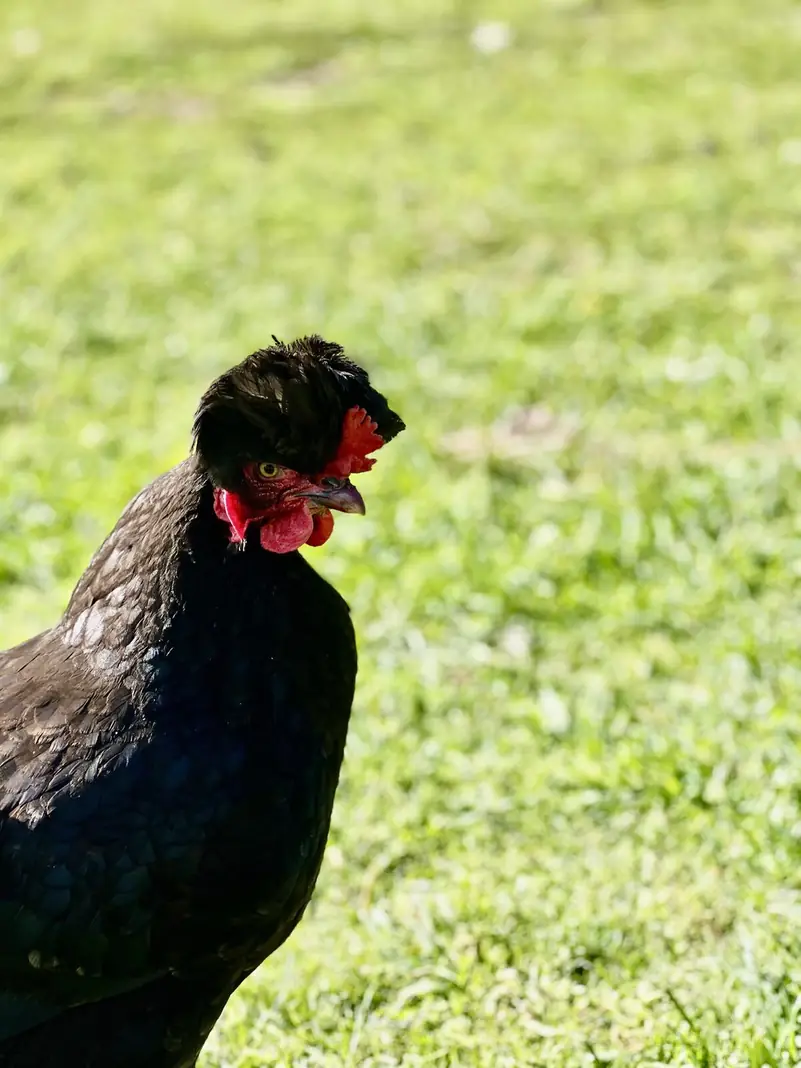 Una gallina negra al sol