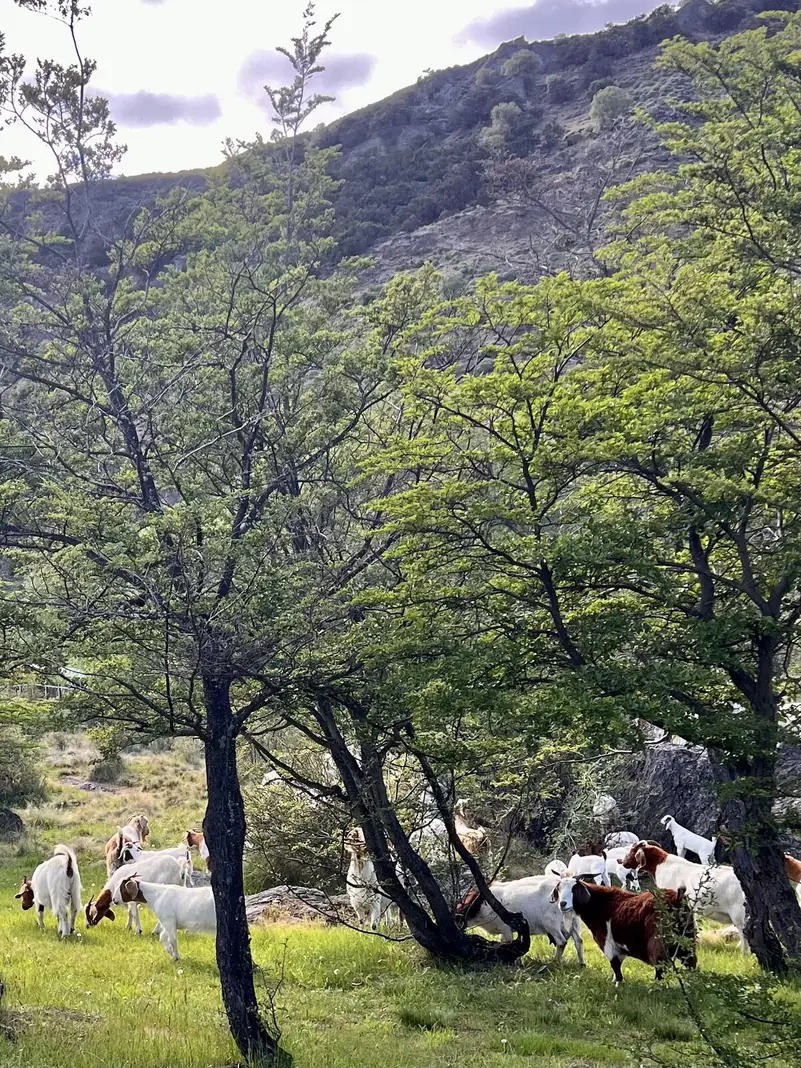 Cabras pastando bajo los árboles