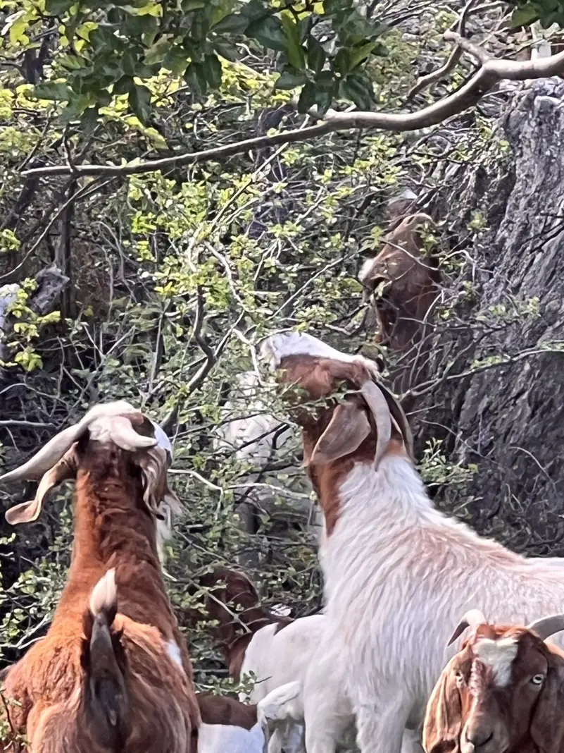 Cabras comiendo entre los arbustos