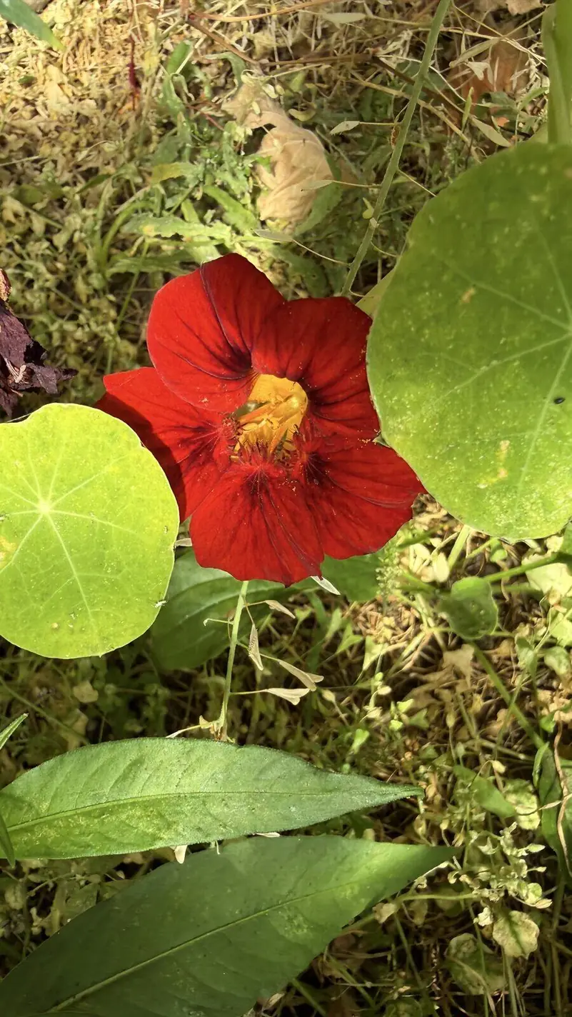 Una flor de capuchina roja