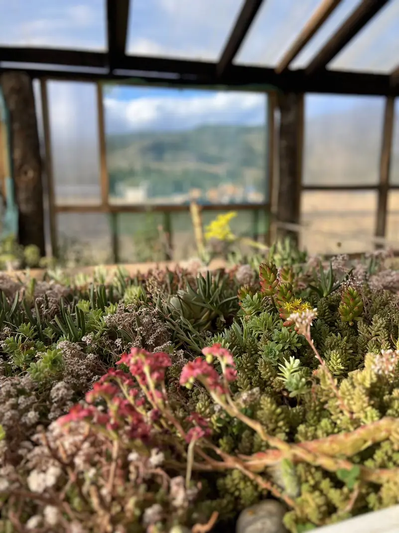 Plantas y flores en el vivero