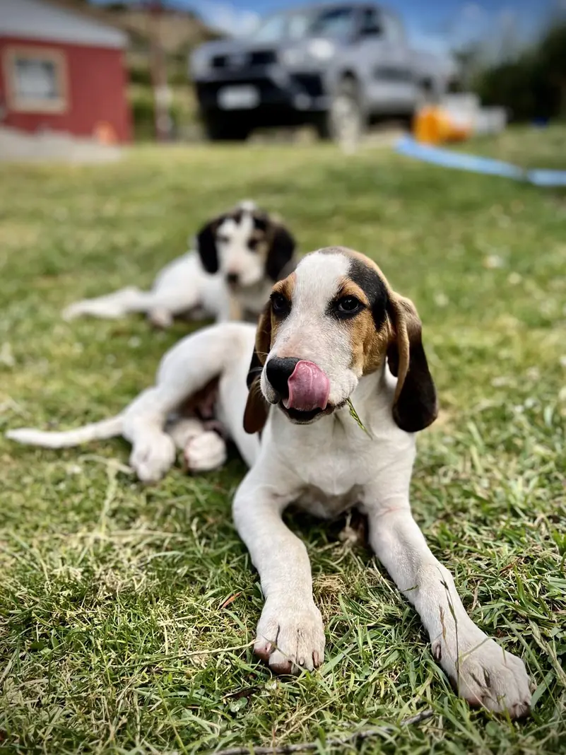 Dos cachorros echados en el pasto