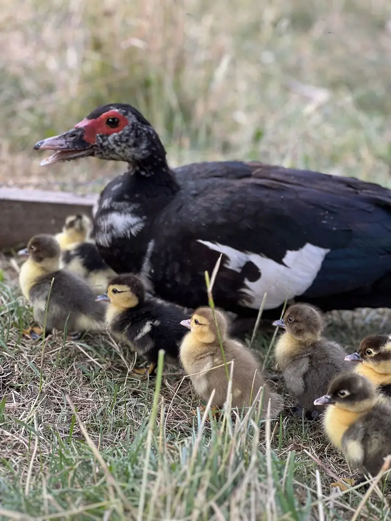 Una pata con sus patitos