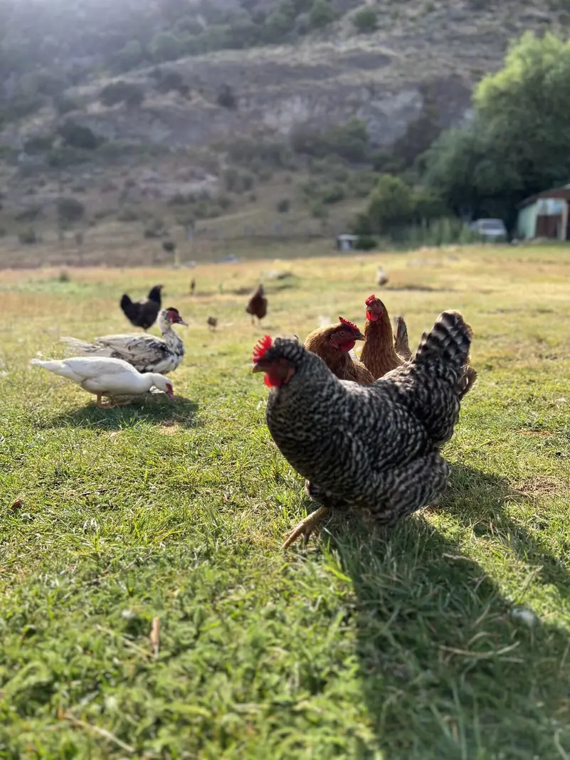 Gallinas y patos en el pasto