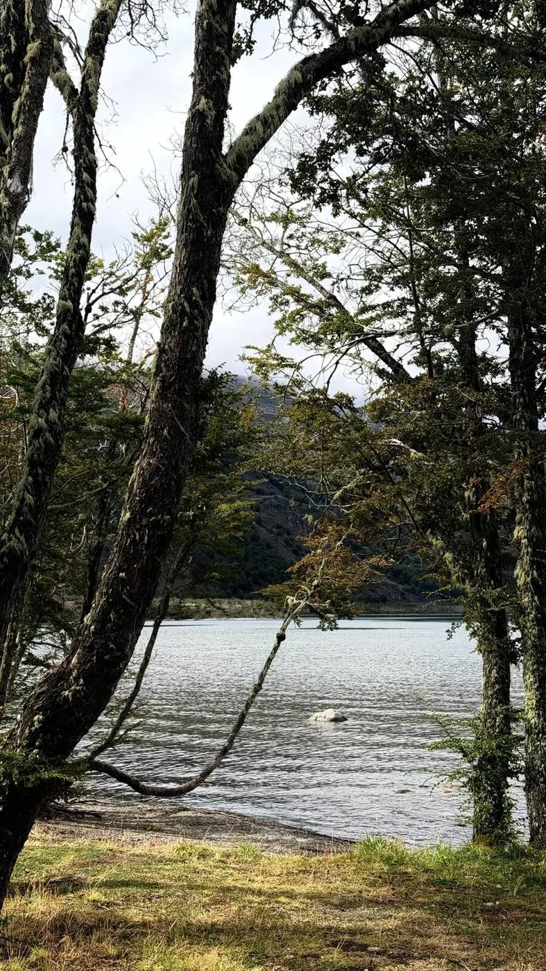 El lago visto entre los troncos