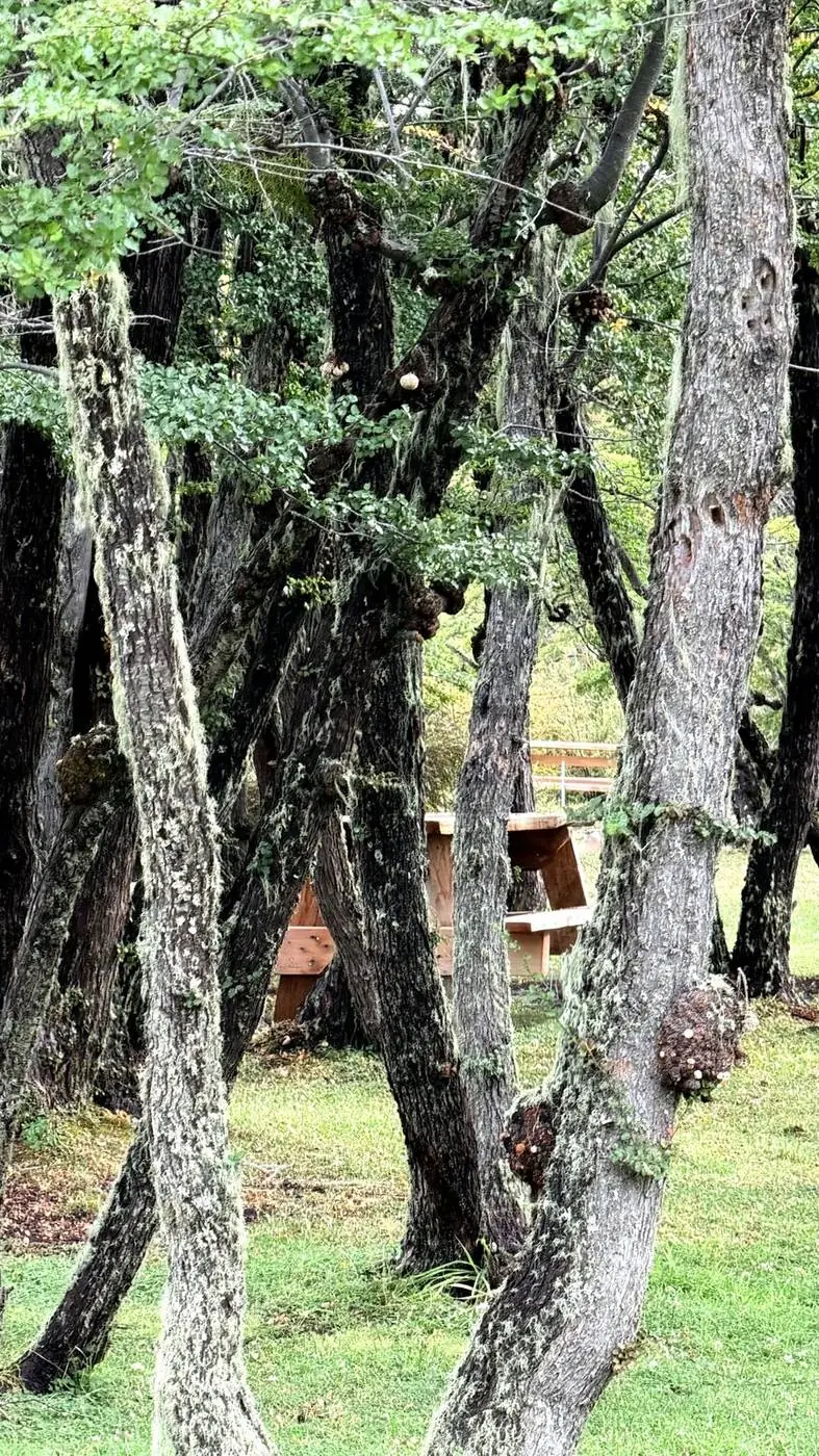 Mesas de madera entre los árboles