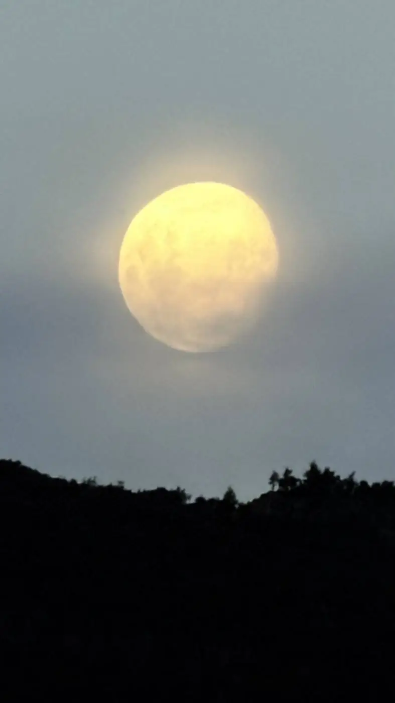 La luna llena sobre el bosque
