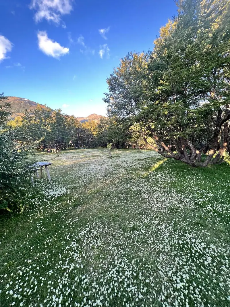 El pasto del camping lleno de flores blancas