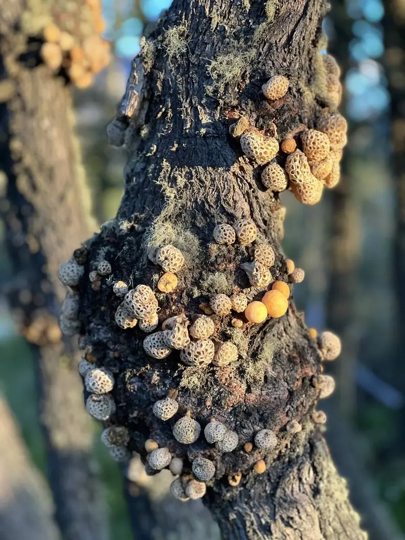 Hongos en el tronco de un árbol