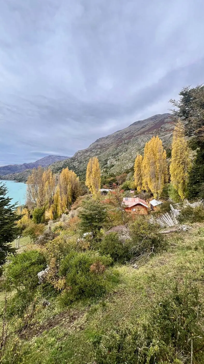El campo con los álamos amarillos de otoño