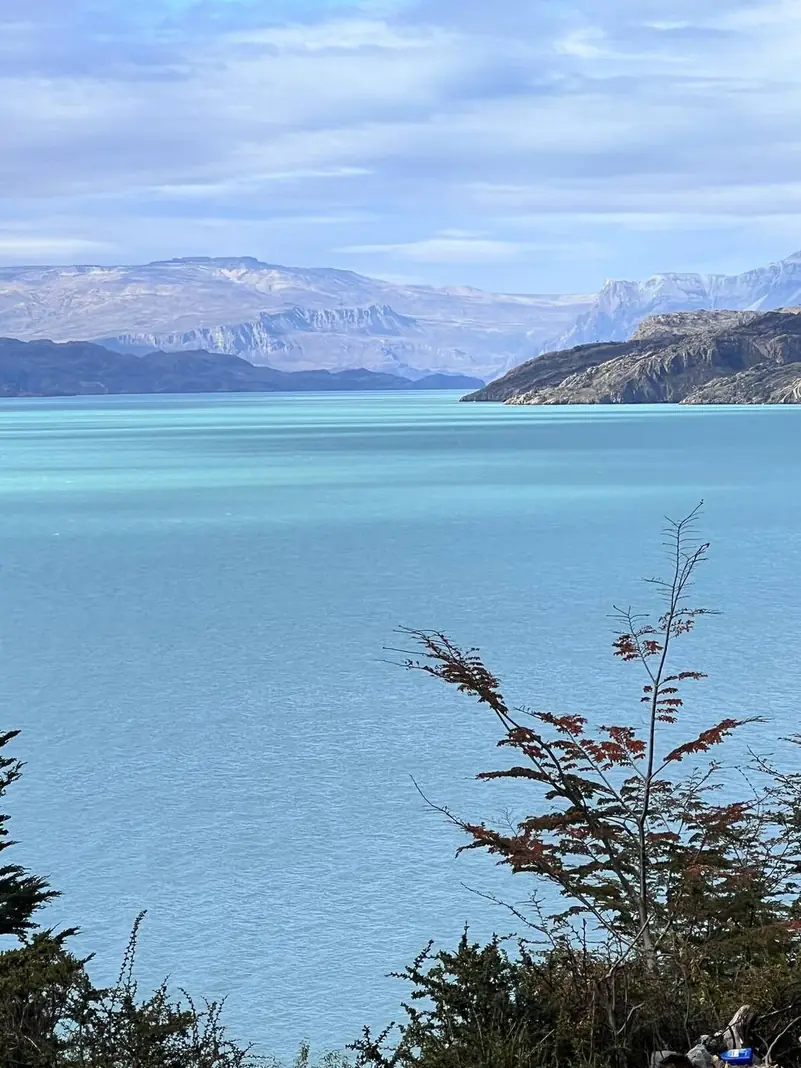 El lago O'Higgins entre los arbustos