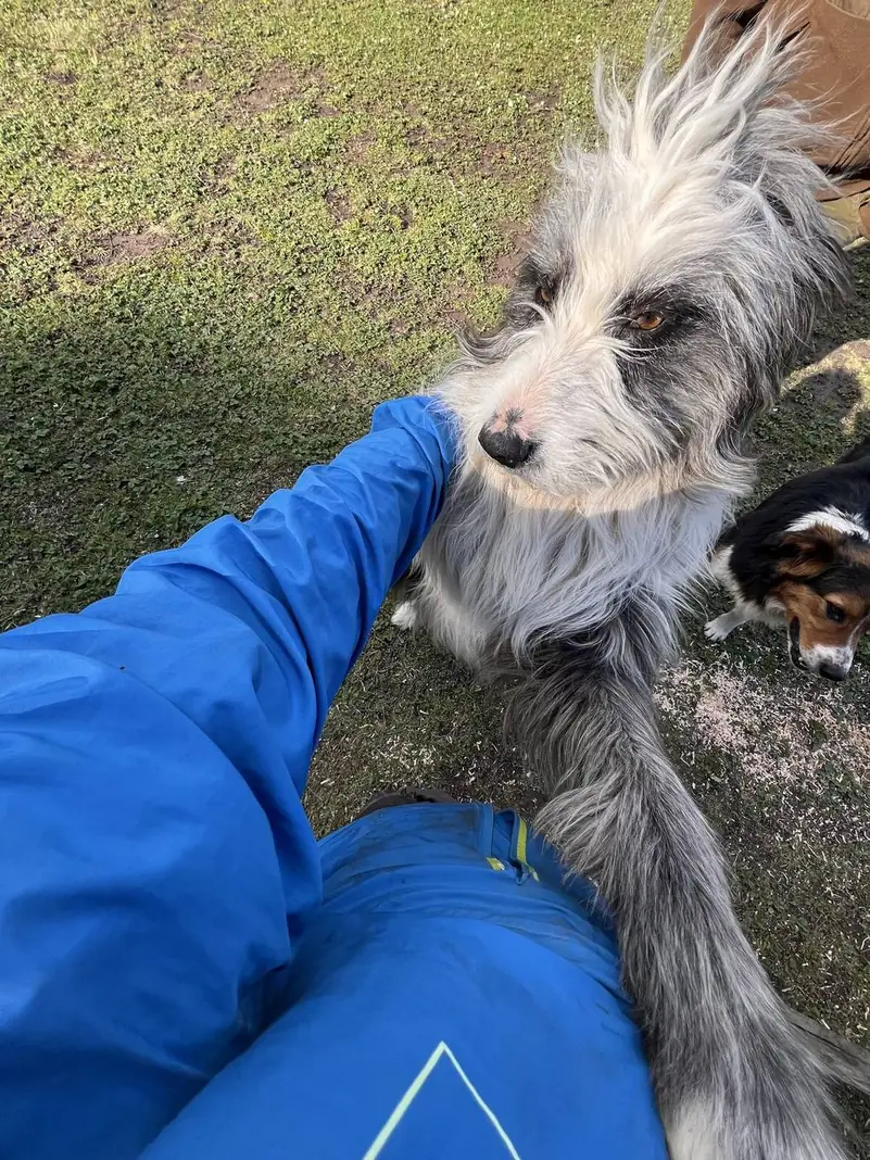 Un perro de pelo largo pidiendo cariño