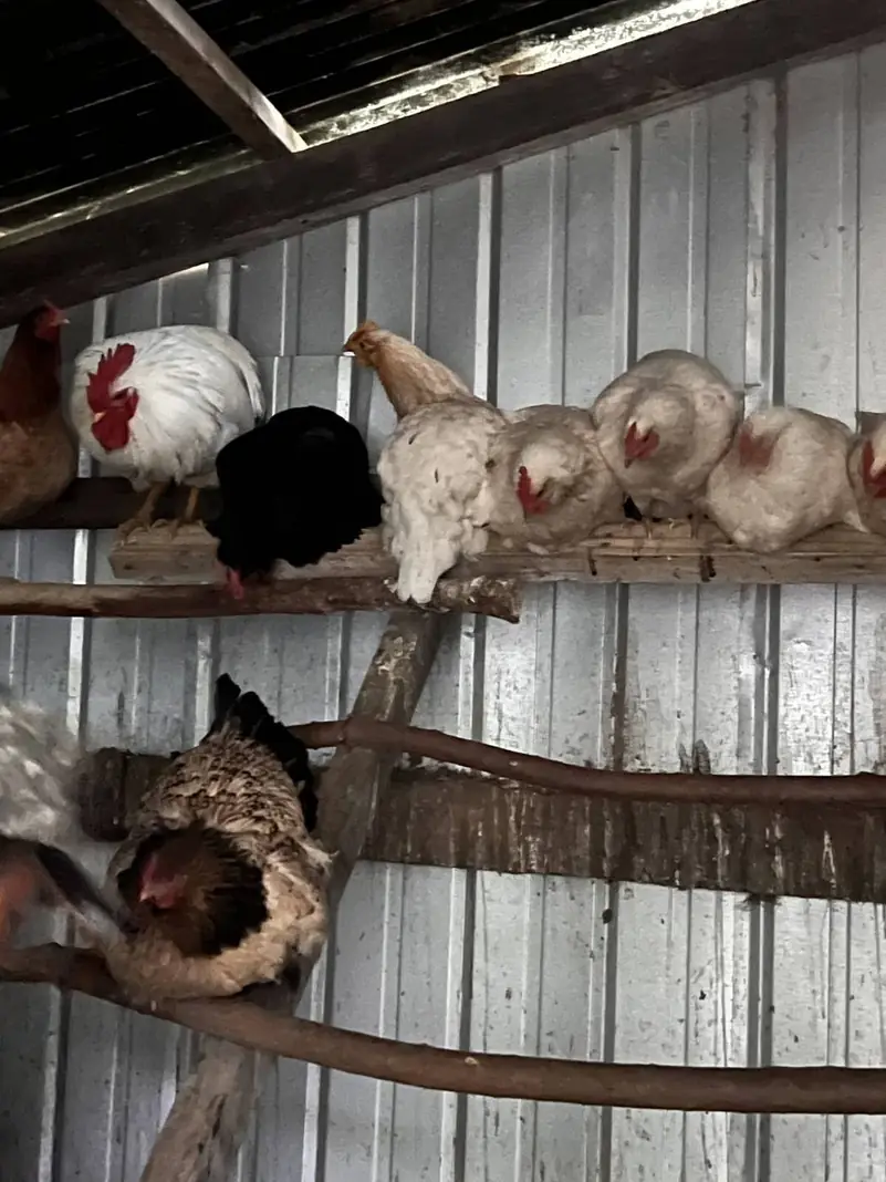 Las gallinas en el gallinero