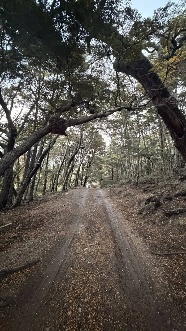 El camino de ripio entre los árboles