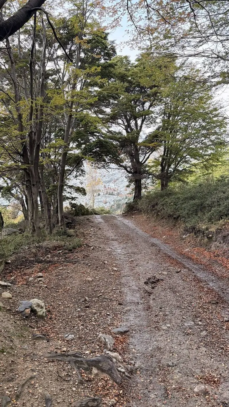 El sendero por el bosque