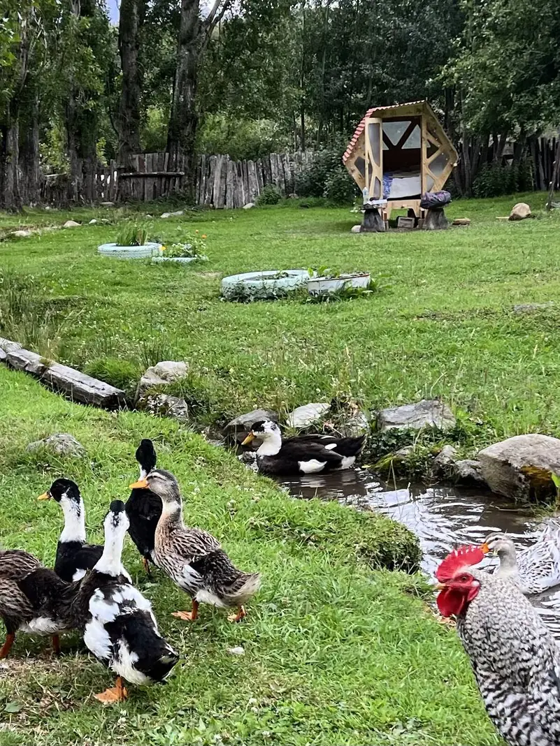 Patos y gallinas junto al arroyo