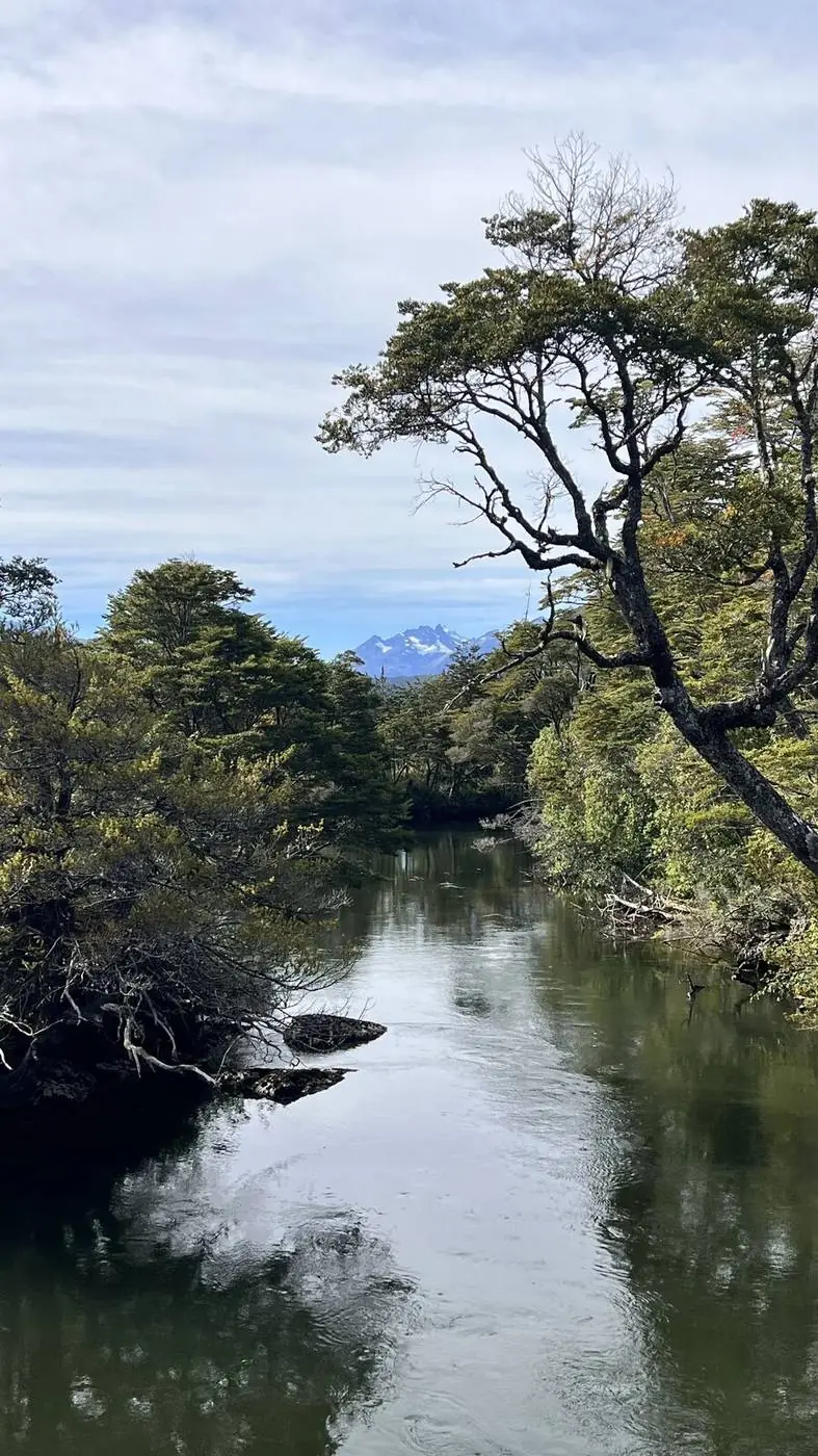 El río entre los árboles