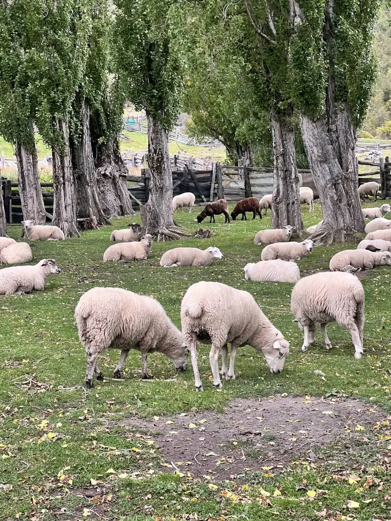 Ovejas pastando bajo las alamedas