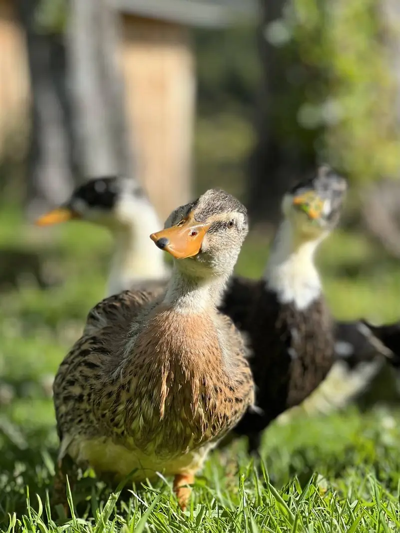 Patos en el pasto, de cerca