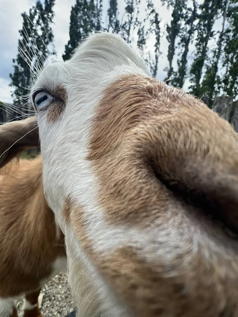 Una cabra mirando a la cámara, muy de cerca