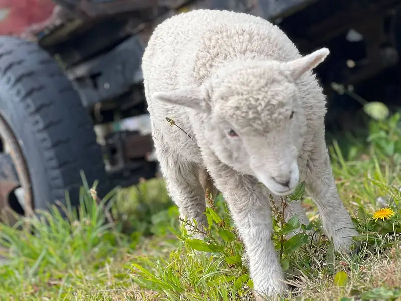 Un cordero blanco en el pasto
