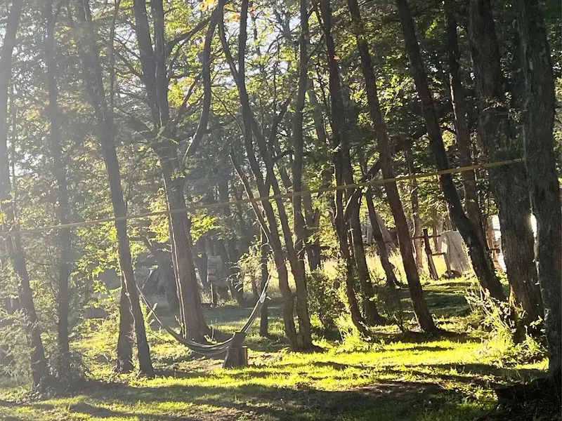 Luz de la mañana en el bosque
