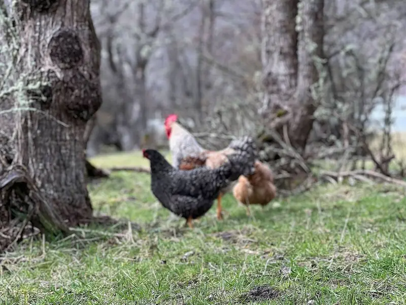 Un gallo bajo los árboles