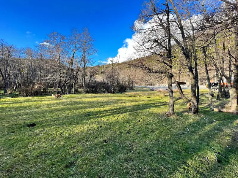 El bosque del camping con sol de tarde y cerros detrás