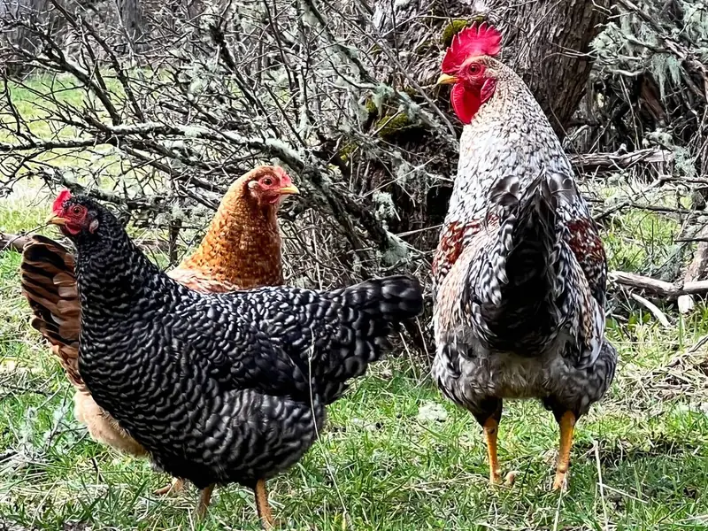 Una gallina y un gallo en el pasto