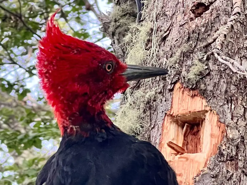 Un carpintero de cabeza roja en un tronco