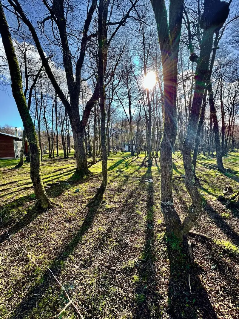 Sombras de los árboles en el pasto