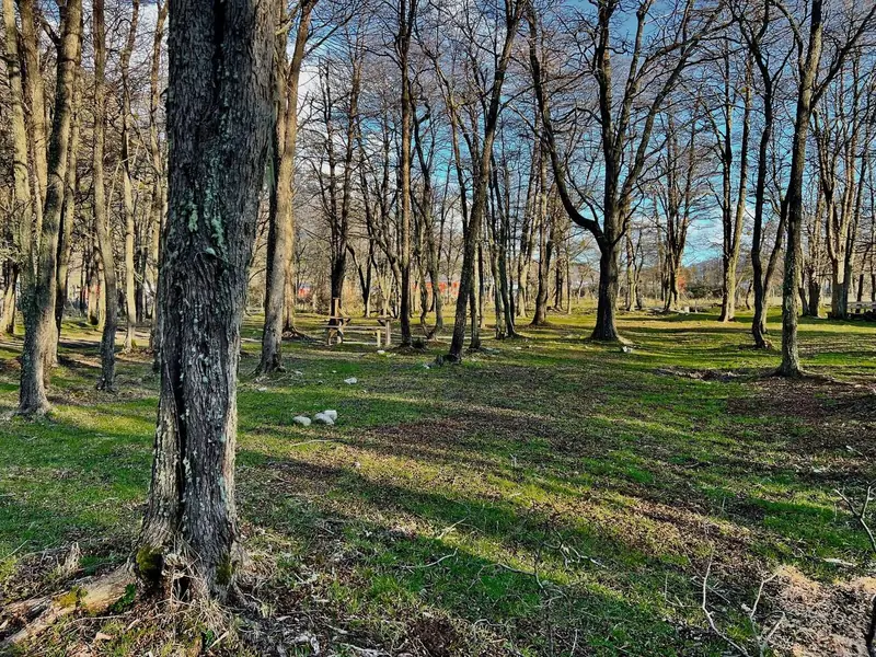 El bosque de ñirres con el pasto verde