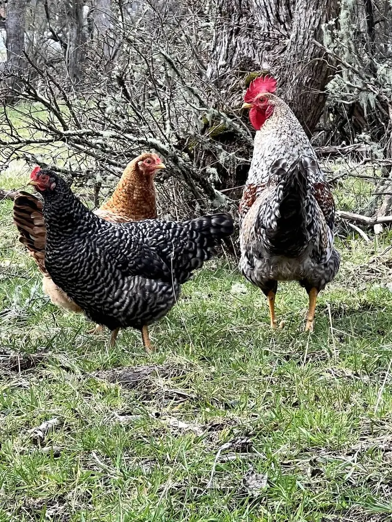 Las gallinas del camping